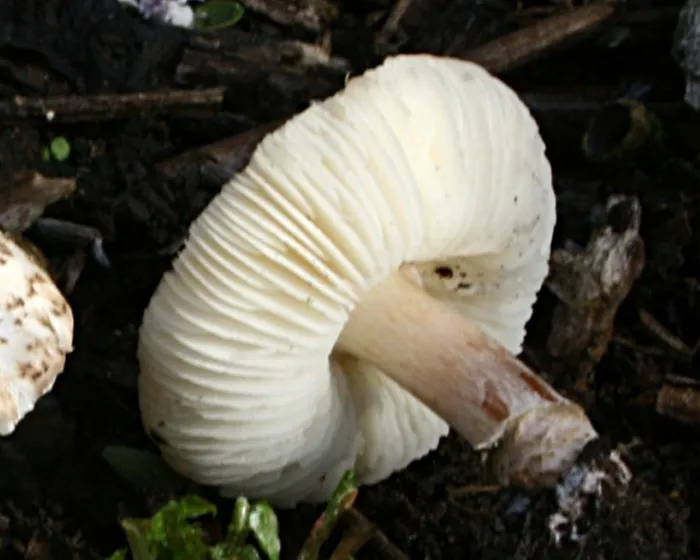 Deadly Dapperling - Lepiota brunneoincarnata