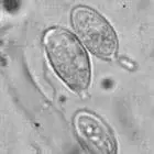 mushroom spore image