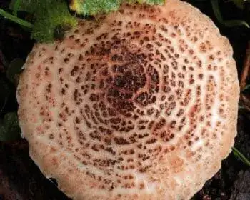 Deadly Dapperling - Lepiota brunneoincarnata