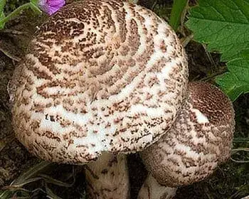 Deadly Dapperling - Lepiota brunneoincarnata