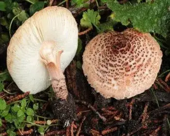 Deadly Dapperling - Lepiota brunneoincarnata