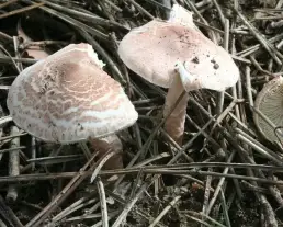 Húsbarnás őzlábgomba