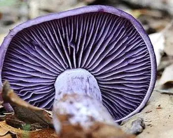 Dirty Blewit - Lepista sordida