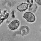 mushroom spore image