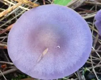 Dirty Blewit - Lepista sordida