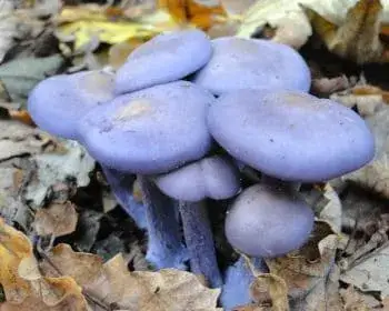 Dirty Blewit - Lepista sordida