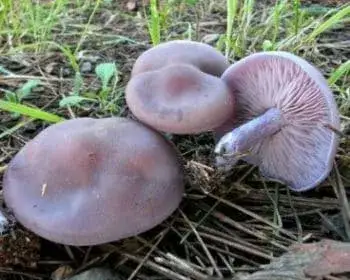 Dirty Blewit - Lepista sordida