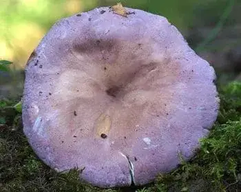 Ibolyás pereszke - Calocybe ionides
