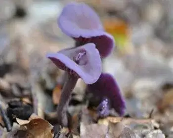 Ibolyás pereszke - Calocybe ionides