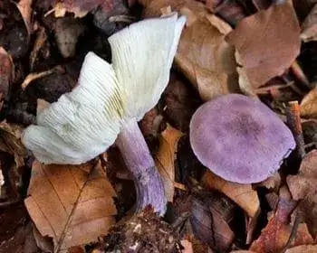 Ibolyás pereszke - Calocybe ionides