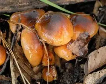 Angebrannter Ritterling - Tricholoma ustale