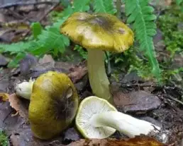 Zöldessárga pereszke