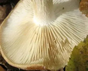 Gumós pereszke - Leucocortinarius bulbiger