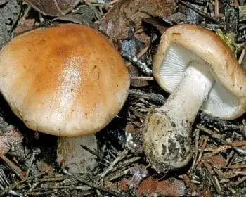 Gumós pereszke - Leucocortinarius bulbiger