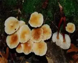 Vörösbarnatönkű fülőke