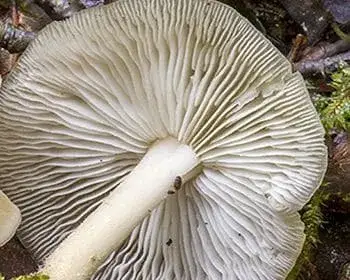Fairy-tale Collybia - Gymnopus hariolorum