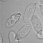 mushroom spore image