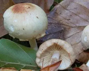 Fairy-tale Collybia - Gymnopus hariolorum