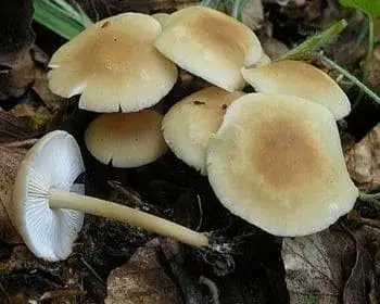 Fairy-tale Collybia - Gymnopus hariolorum