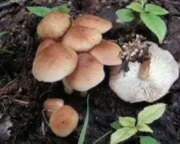 Borzastönkű fülőke