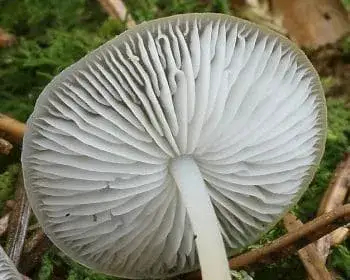 Essbarer Zapfenrübling - Strobilurus esculentus