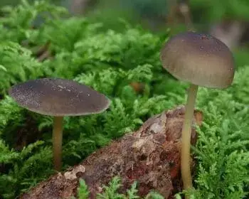 Essbarer Zapfenrübling - Strobilurus esculentus