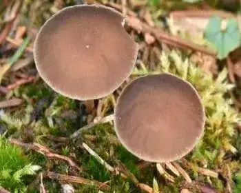 Essbarer Zapfenrübling - Strobilurus esculentus