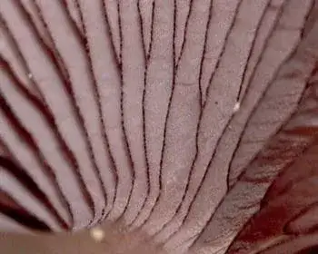 Black-edge Bonnet - Mycena pelianthina