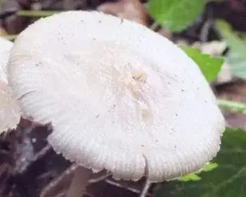 Black-edge Bonnet - Mycena pelianthina