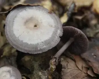 Black-edge Bonnet - Mycena pelianthina