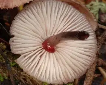 Blutender Helmling - Mycena haemotopus