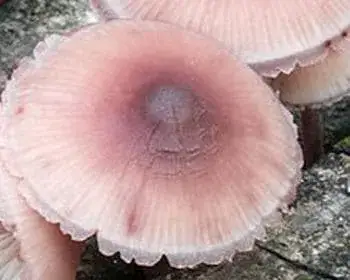 Blutender Helmling - Mycena haemotopus