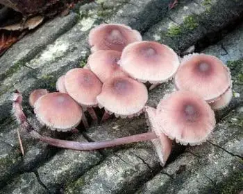 Blutender Helmling - Mycena haemotopus