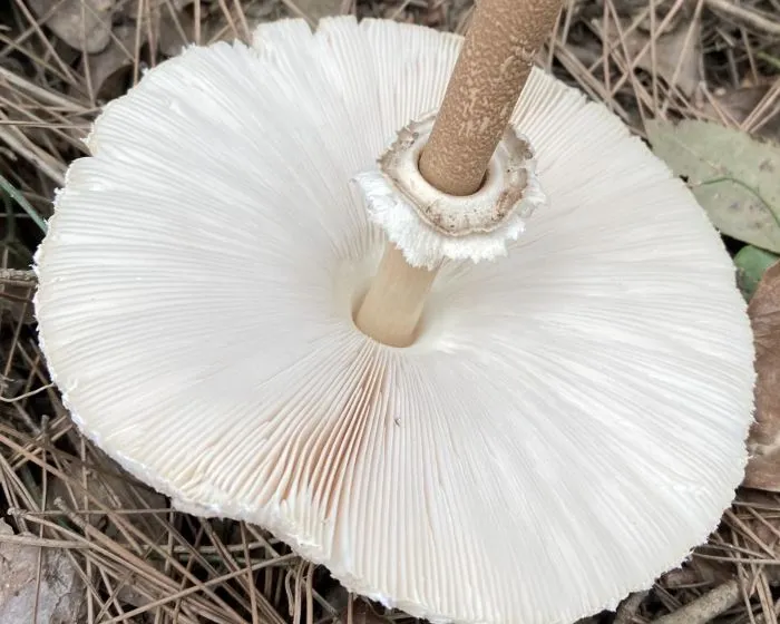 Nagy őzlábgomba - Macrolepiota procera