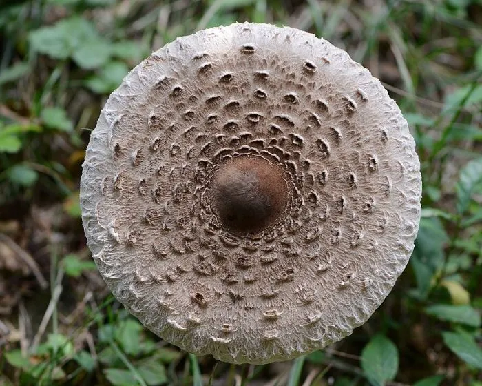 Nagy őzlábgomba - Macrolepiota procera