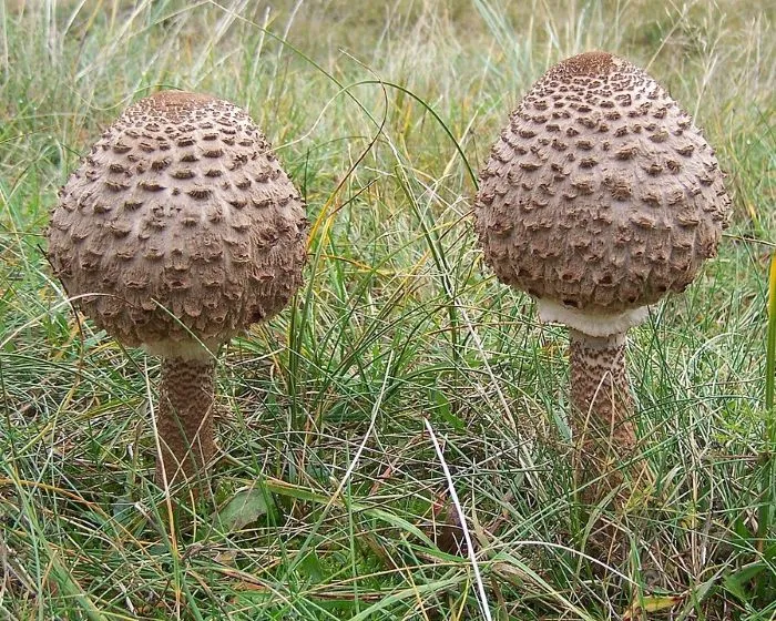 Nagy őzlábgomba - Macrolepiota procera
