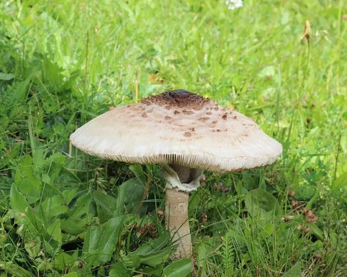 Nagy őzlábgomba - Macrolepiota procera