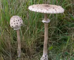 Nagy őzlábgomba