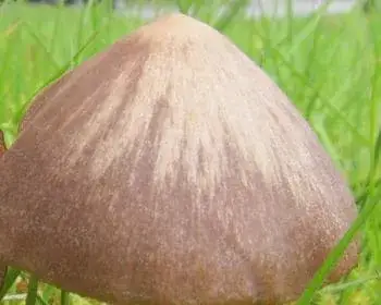 Frühlings-Rötling - Entoloma vernum