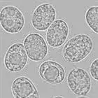 Spore image mushroom spore image