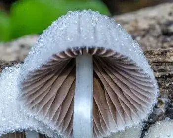 Fairy Inkcap - Coprinellus disseminatus