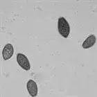 Spore image mushroom spore image
