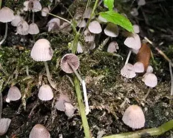 Fairy Inkcap - Coprinellus disseminatus