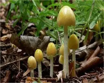 Goldmistpilz - Bolbitus titubans