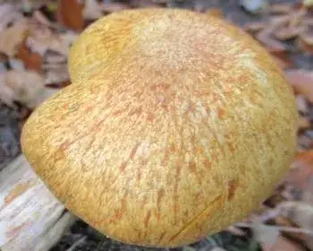 Juno-Flämmling - Gymnopilus junonius
