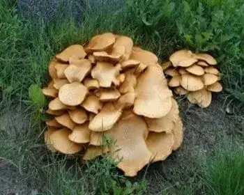 Juno-Flämmling - Gymnopilus junonius