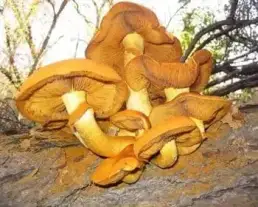 Aranysárga tőkegomba