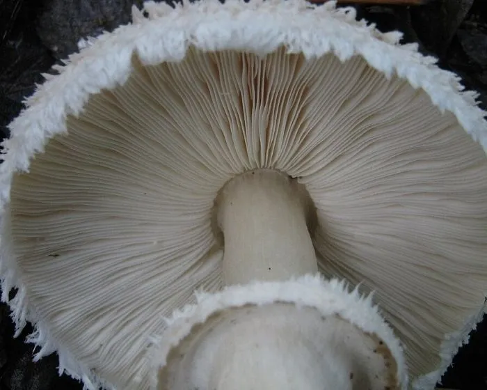 Safranschirmling