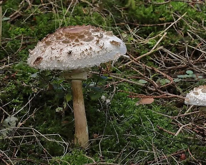 Safranschirmling