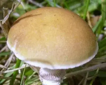 Gelbspitziger Träuschling - Stropharia coronilla